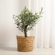 Olive Focus 300 ml. - Îngrășământ pentru măslini