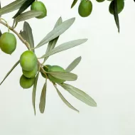 Olive Focus 300 ml. - Îngrășământ pentru măslini