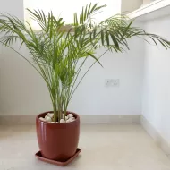 Palm Focus 300ml - Îngrășământ pentru plante de palmier