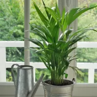 Palm Focus 300ml - Îngrășământ pentru plante de palmier