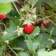 Strawberry Focus 300 ml. - Fertilizer for Strawberries
