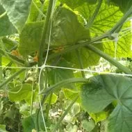 Professional support net for climbing plants and 2.04m x 1000m.