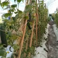 Professional support net for climbing plants and 2.04m x 1000m.