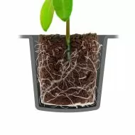 ROOT!T Dry Peat Free Plug 60 Refill Bag