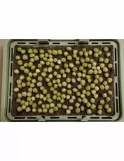 Semințe de mazăre organice - 400 g.