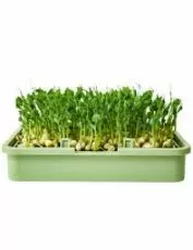 Semințe de mazăre organice - 400 g.