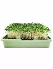 Semințe de lucernă organice - 200 g.