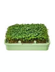 Organic Broccoli Rabe / Raab seeds - 200 g