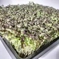 Semințe organice de mizuna roșie japoneză - 100 g.