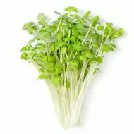 Semințe de microplantă de muștar alb organic - 100 g.