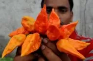 Ghost pepper (Capsicum chinense - 