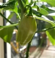 Chili Peppers 