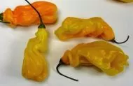 Chili Peppers 