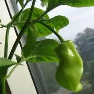 Chili Peppers 