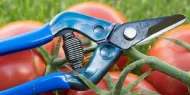 Professional scissors for picking fruits, vegetables and flowers, 165 mm - CHIKAMASA S-2C (curved blade)