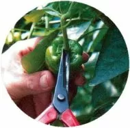 Professional garden shears for picking fruits, vegetables and flowers, 185 mm - CHIKAMASA T-550