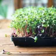 Tavă flexibilă pentru microplante și răsaduri 31 x 51 x 4 cm