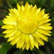 Helichrysum bracteatum Lemon-Yellow ± 2800 zaden (2 g)