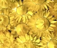 Helichrysum bracteatum Lemon-Yellow ± 2800 zaden (2 g)
