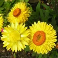Helichrysum bracteatum Lemon-Yellow ± 2800 zaden (2 g)