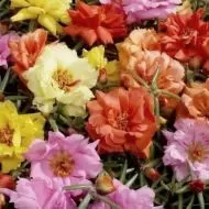 Portulaca grandiflora Double Flowered Mixed 10.000 zaden (1 g)