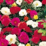 Portulaca grandiflora Double Flowered Mixed 10.000 zaden (1 g)