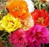Portulaca grandiflora Double Flowered Mixed 10.000 zaden (1 g)