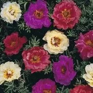 Portulaca grandiflora Double Flowered Mixed 10.000 zaden (1 g)