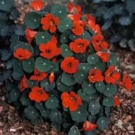 Tropaeolum nanum (Tom Thumb type) Empress of India 40 zaden (5 g)