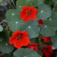 Tropaeolum nanum (Tom Thumb type) Empress of India 40 zaden (5 g)