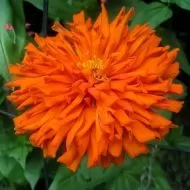 Zinnia elegans Aztec Orange 300 zaden (3 g)