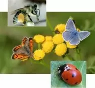 VLINDER-EN INSECTENWEIDE TOPMIX 5 g