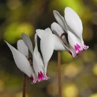 Răsaduri de ciclamen alb-roz (Cyclamen cyprium) - 1 plantă