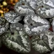 Răsaduri de ciclamen alb-roz (Cyclamen cyprium) - 1 plantă