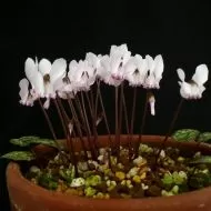 Răsaduri de ciclamen alb-roz (Cyclamen cyprium) - 1 plantă