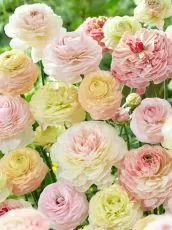 "Pastel" mix of Ranunculus bulbs / Asian Buttercup (Ranunculus asiaticus) - 10 pcs.
