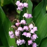 Bec roz de lacramioare (Convallaria majalis Rosea) - 1 buc.