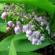 Bec roz de lacramioare (Convallaria majalis Rosea) - 1 buc.