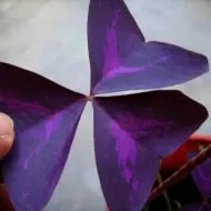 Bulbi de Trifoi Regal, Oxalis (Oxalis Triangularis) - 250 buc.