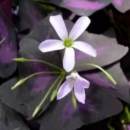 Bulbi de Trifoi Regal, Oxalis (Oxalis Triangularis) - 250 buc.