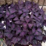 Bulbi de Trifoi Regal, Oxalis (Oxalis Triangularis) - 250 buc.