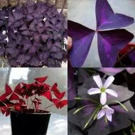 Bulbi de Trifoi Regal, Oxalis (Oxalis Triangularis) - 250 buc.