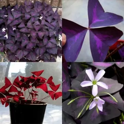 Bulbi de Trifoi Regal, Oxalis (Oxalis Triangularis) - 250 buc.