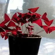Bulbi de Trifoi Regal, Oxalis (Oxalis Triangularis) - 250 buc.