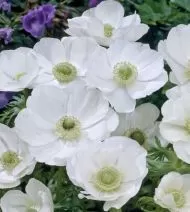 Bec anemone / Anemone coronaria varietate "White Bride" (ANEMONE coronaria) - 15 buc.