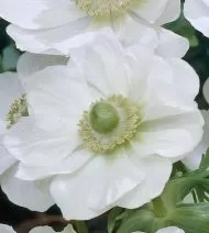 Bec anemone / Anemone coronaria varietate "White Bride" (ANEMONE coronaria) - 15 buc.