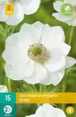 Bec anemone / Anemone coronaria varietate "White Bride" (ANEMONE coronaria) - 15 buc.