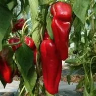 Sweet Pepper 
