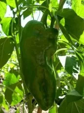Sweet Pepper 