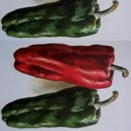 Sweet Pepper 